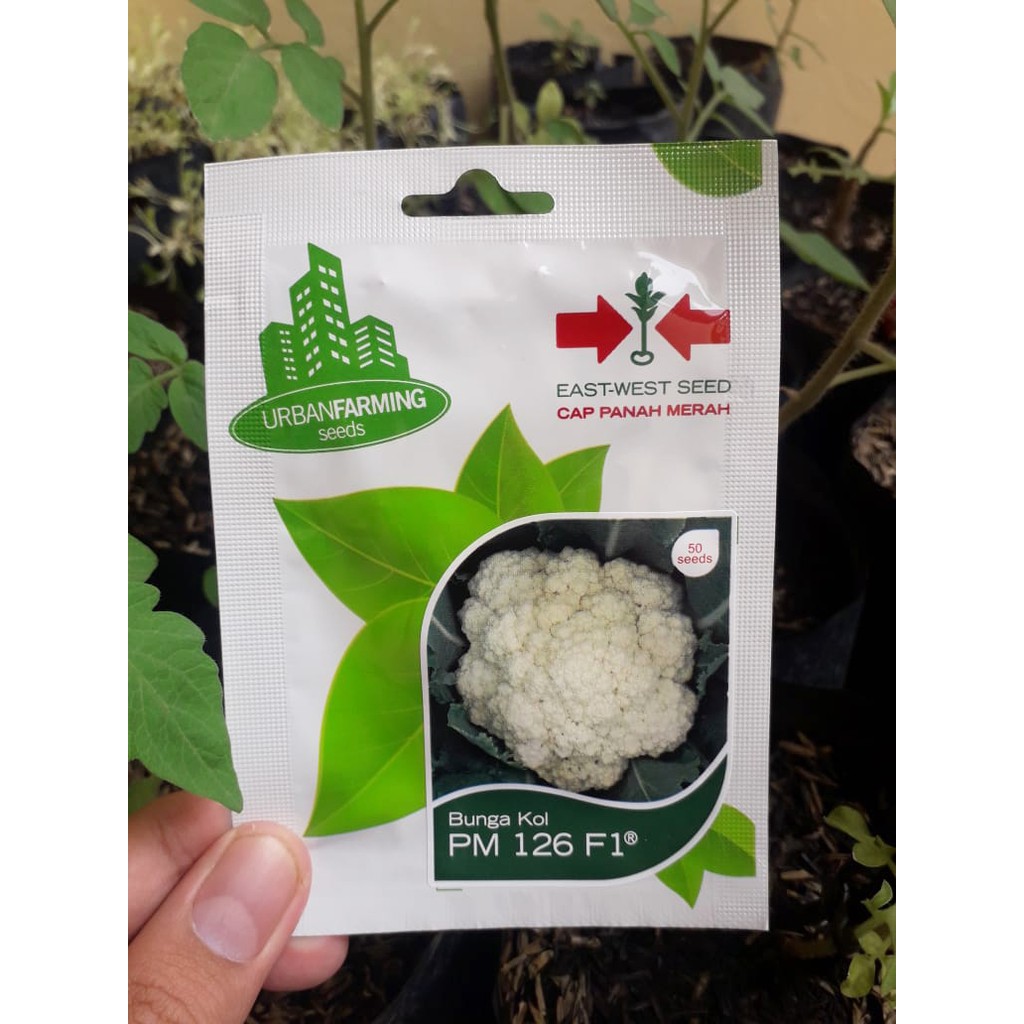 Benih Kembang Kol PM 126 F1 - Bibit Bunga Kol Kemasan Original Cap Panah Merah