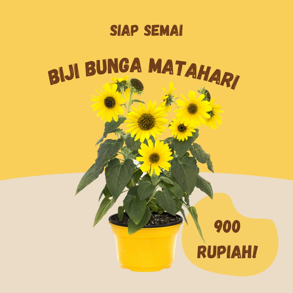 Benih Bunga Matahari Biji Tanaman Hias Bibit Bunga Sunflower Seeds Segar Siap Semai Untuk Hiasan Tam