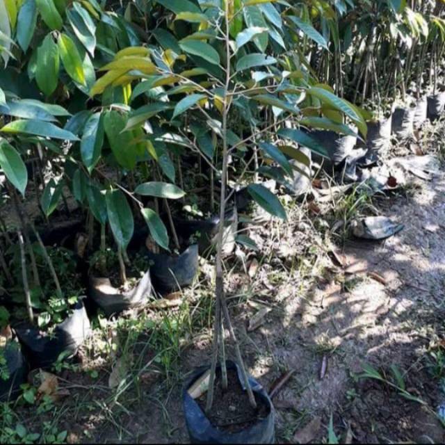 Bibit durian montong kaki 3 super