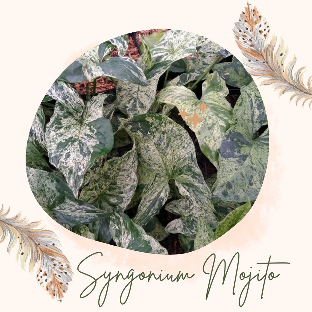 Tanaman Mojito Syngonium Mojito Tanaman Hias Bunga Syngonium Mojito MURAH