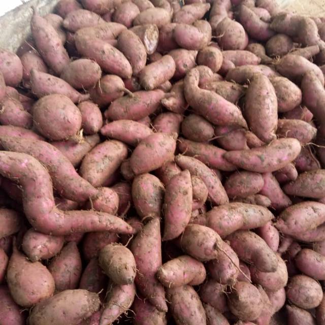 

Ubi Ungu Kecil 500 gram