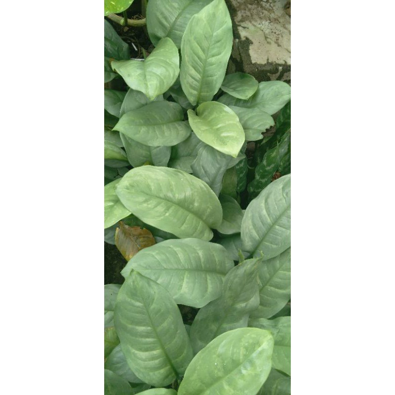 Aglonema diven metalik