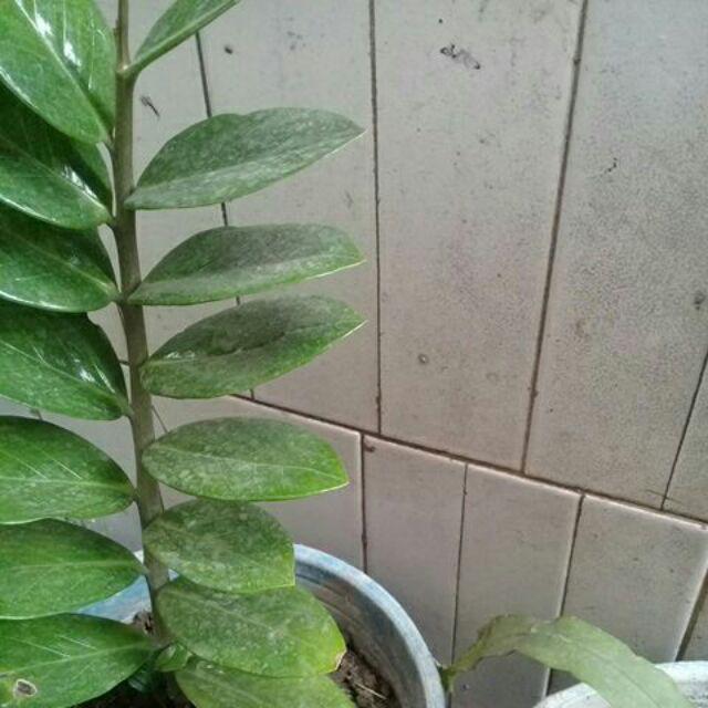 Tang Lancip Camel 6 Orange - Tang Buaya - Tang Jepit - Tang Kabel Bagus Murah