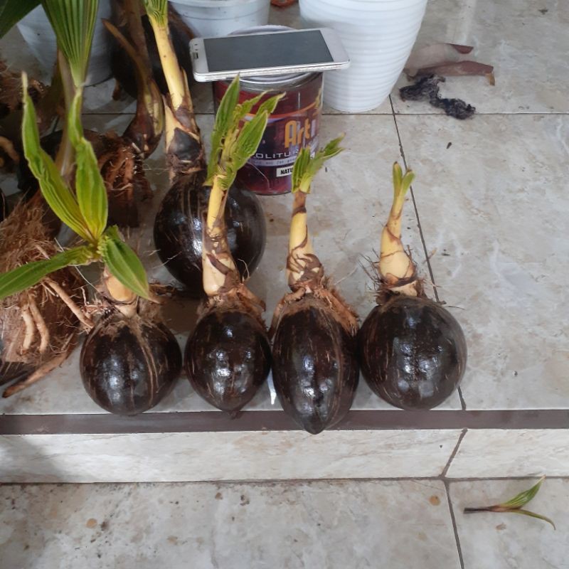 Bonsai kelapa bibit bonsai kelapa bonsai kelapa minion