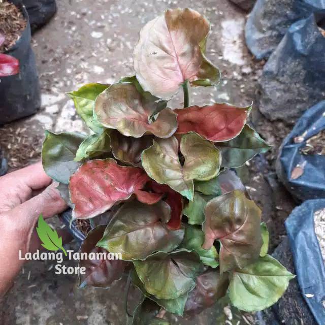 Tanaman hias syngonium podophyllum maria allusion / keladi mini kriting