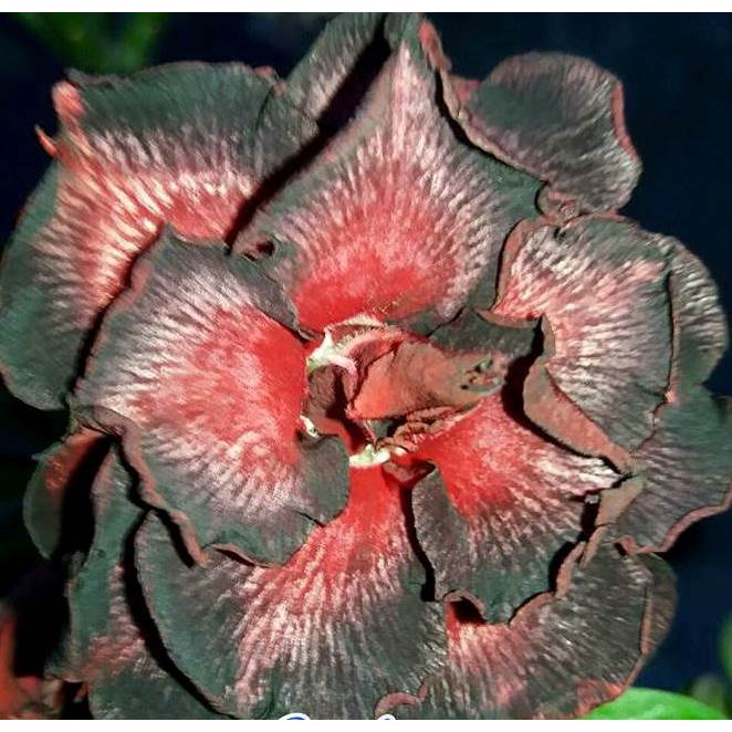 Tanaman Hias Adenium Grafting CLEOPATRA  (Size A)