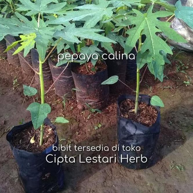 Produk Ready Asli Bibit Pohon Pepaya California 20-30 Cm - Tanaman Buah Calina Ipb