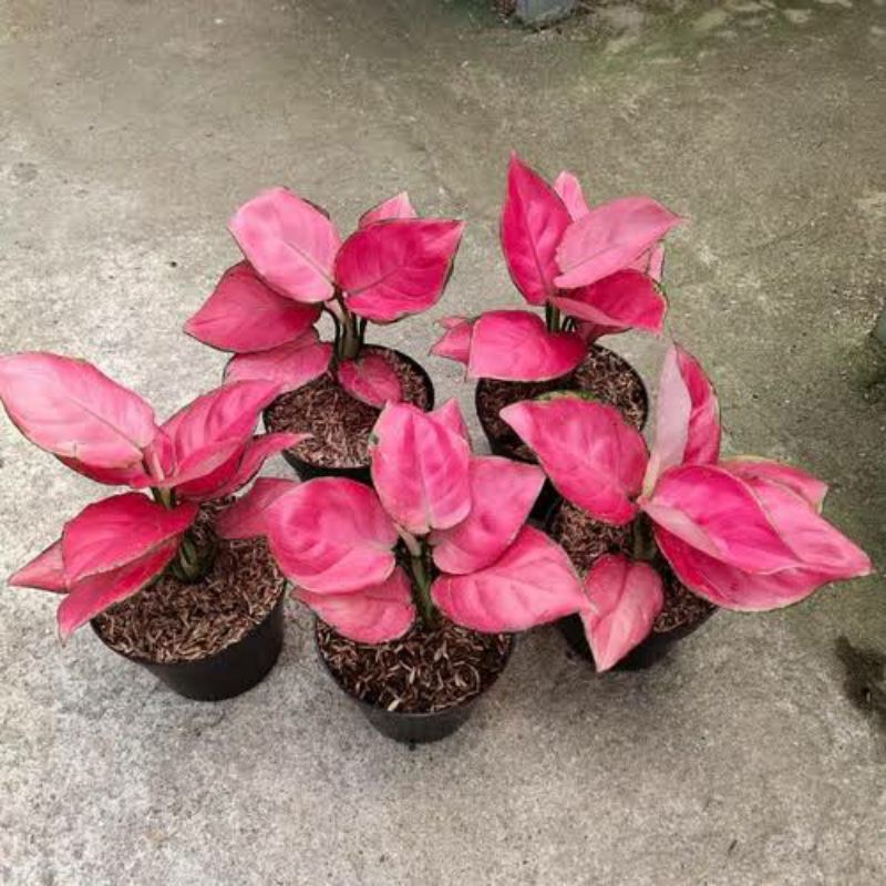 aglonema pink katrina/bonggol aglonema