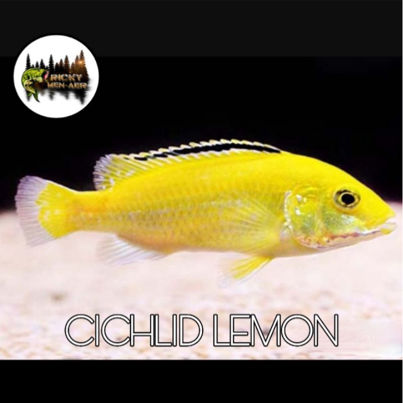 

IKAN LEMON & BLUE JOHANI