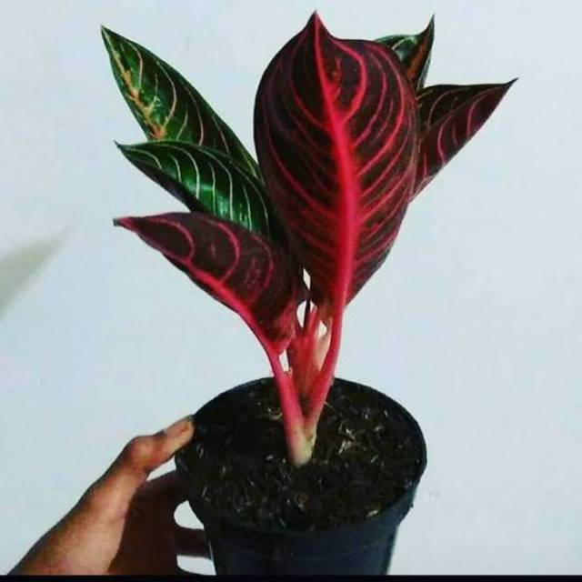 

Pred of sumatra red of sumatra