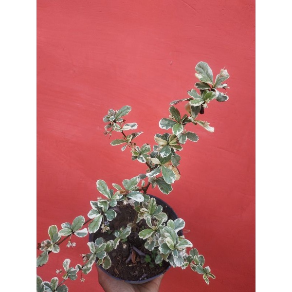 Bahan Bonsai Hokianti Variegata Impor Langka
