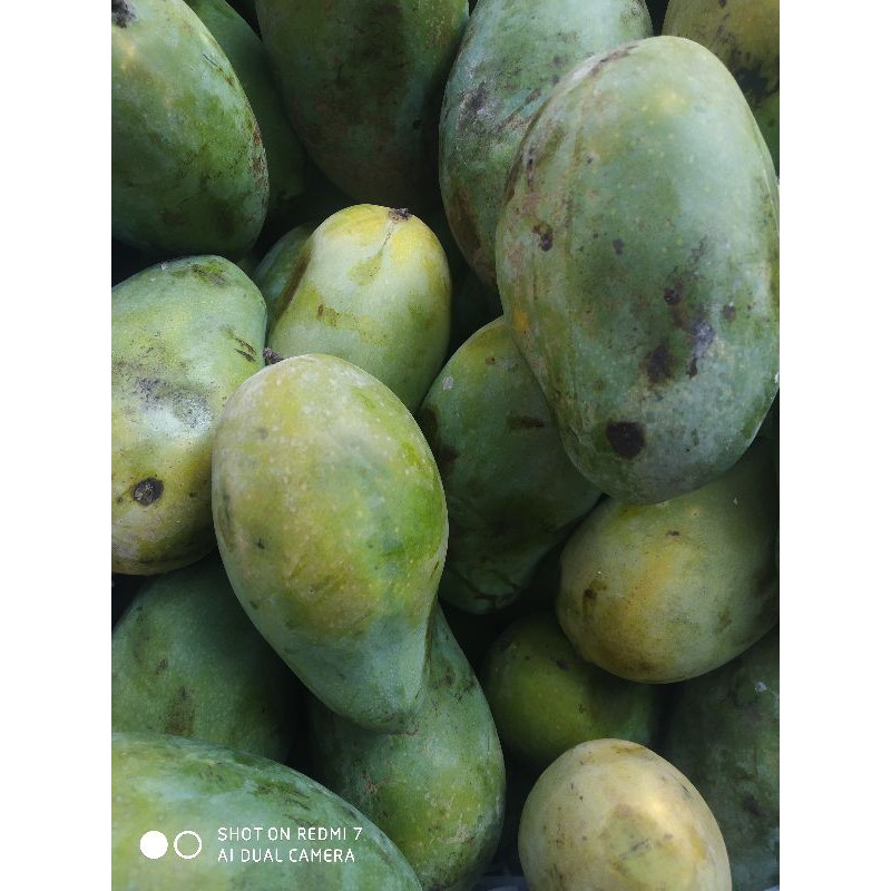 

Mangga harum manis per 1kilo/ termurah setoko online