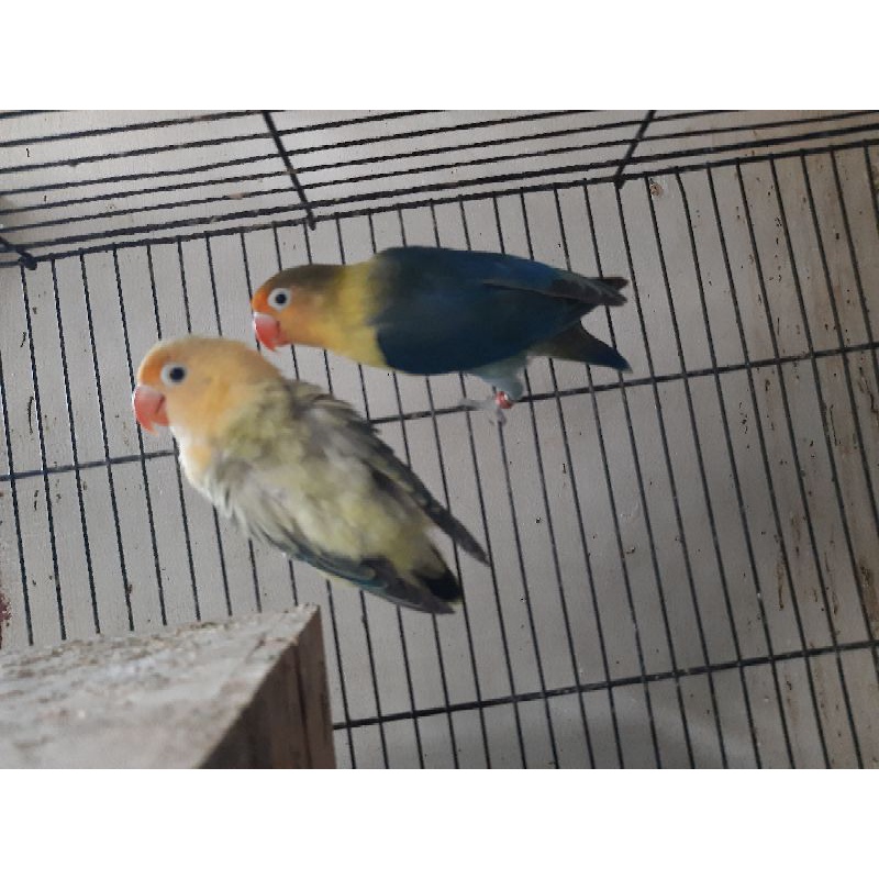 lovebird pb vio/biola x bio pb ew