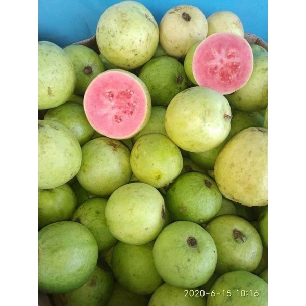 Buah jambu biji merah fresh