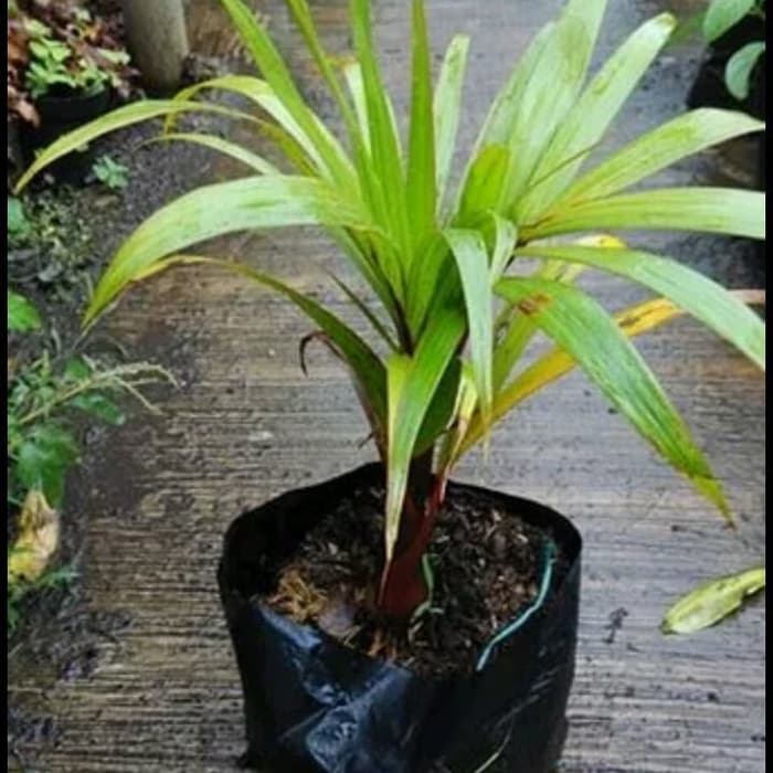Tanaman hias palem botol
