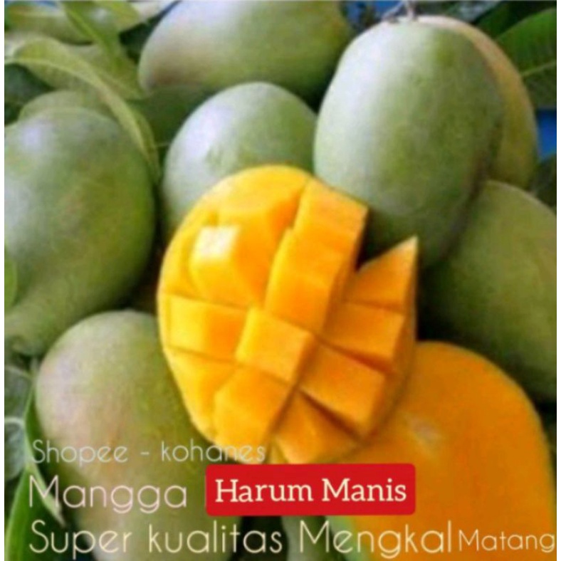 

MANGGA HARUM MANIS MATANG ( PILIHAN SPESIAL )