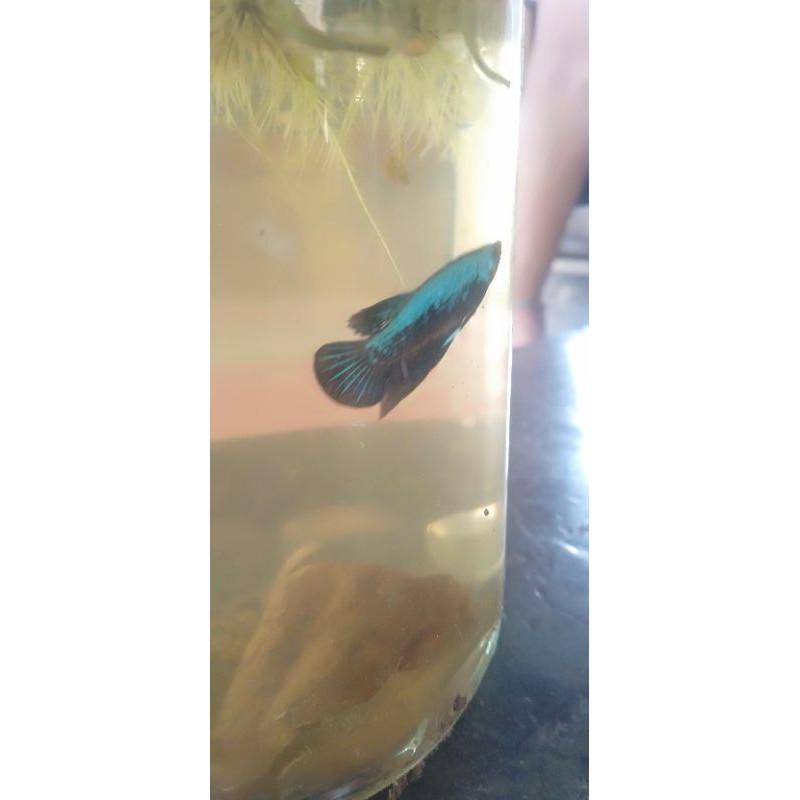 ikan cupang anakan green samurai