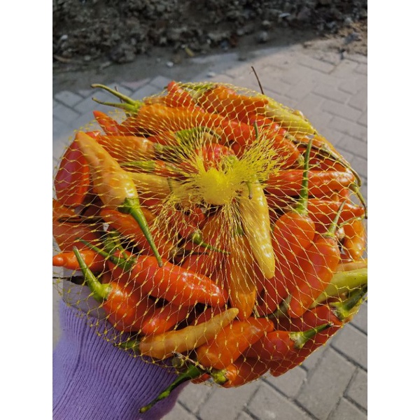 

Cabe Rawit Full Merah