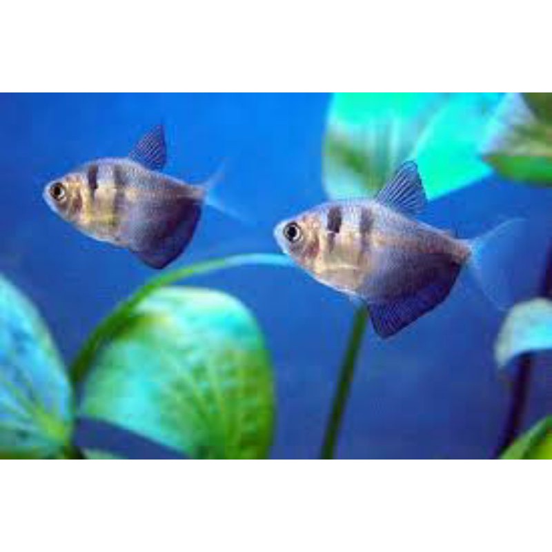 

black tetra