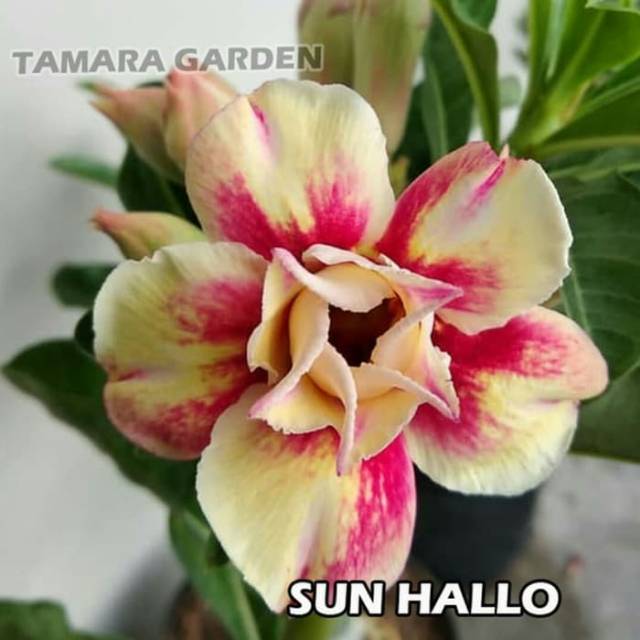 Bibit Bunga Kamboja  Adenium Sun Hallo