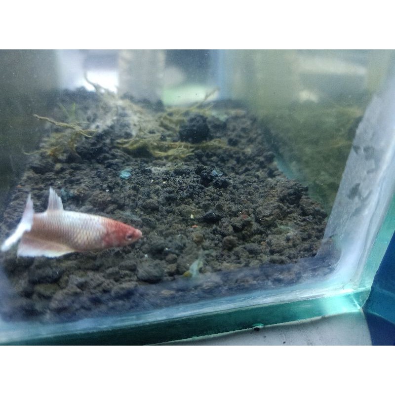 IKAN CUPANG BETINA BIG EAR MURAH