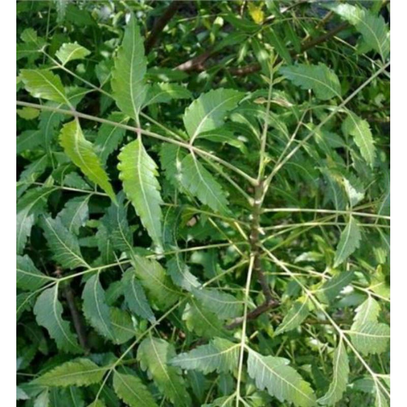 

DAUN MINDI SEGAR HERBAL untuk darah tinggi,gatal gatal,kudis 500gr