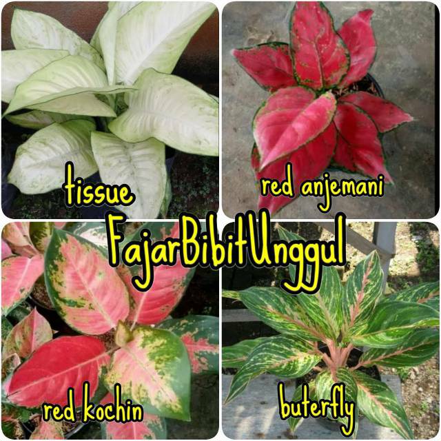 Paket 4 jenis bunga  aglonema  red  anjemani red  kochin  