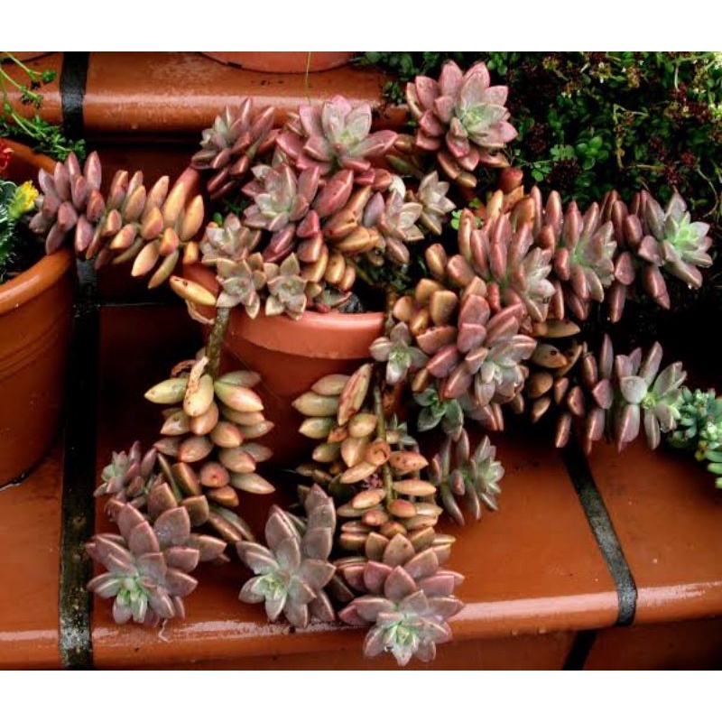 Sukulen Graptosedum Bronze 3-5pcs