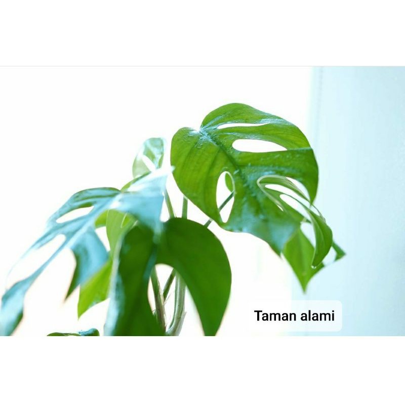 tanaman hias monstera pertusa - monstera rapidopora pertusa
