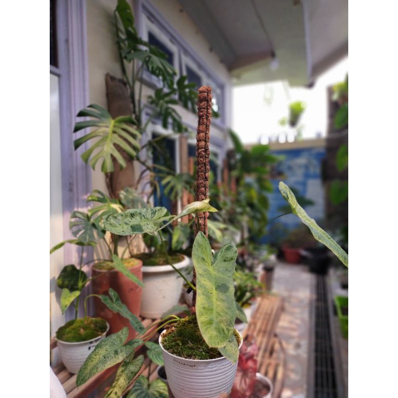 philodendron paraiso verde varigata