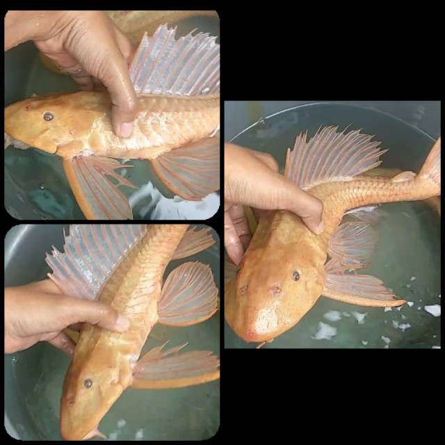 Ikan common pleco albino/ sapu albino untuk aquarium dan kolam