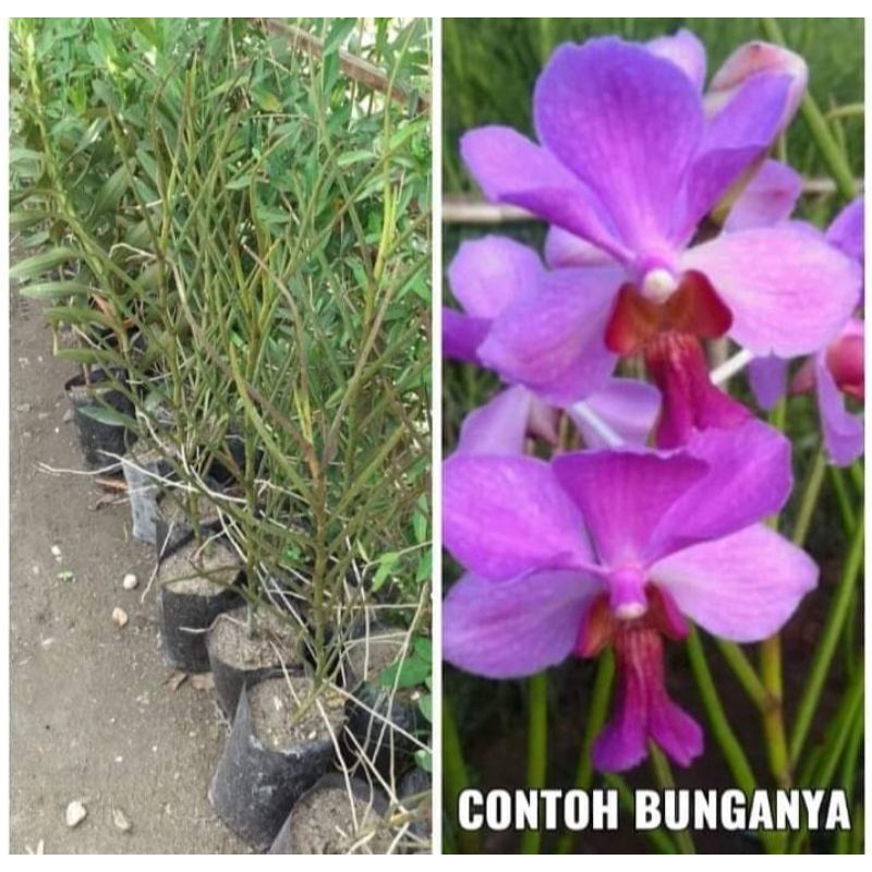 Anggrek Vanda Douglas Dewasa