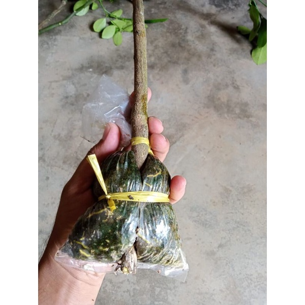 

Bibit Fresh Cangkok Jeruk Lemon California Jumbo