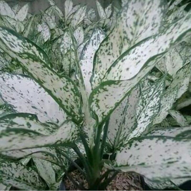 Tanaman hias aglonema snow White - aglonema salju