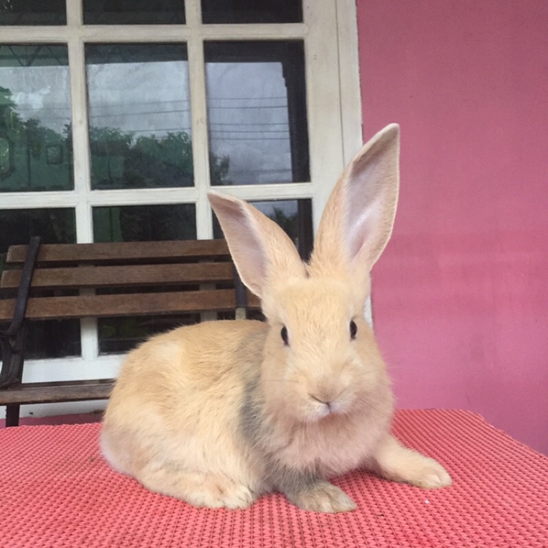 kelinci flemish giant jantan 1