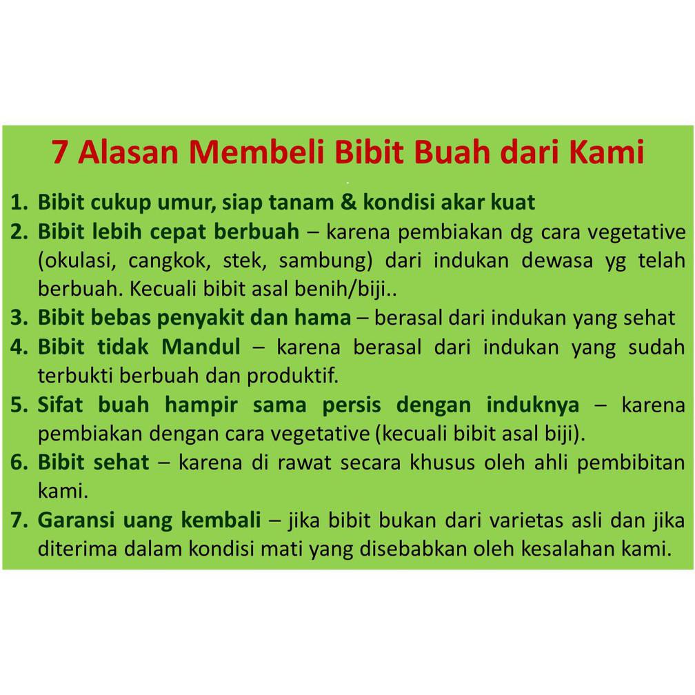 R3Stock Bibit Mangga Gedong Gincu - Bibit Tanaman Buah Unggul Murah Bergaransi