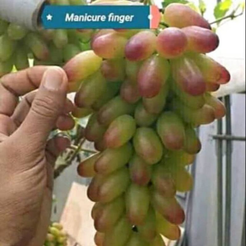 

anggur import jenis MF