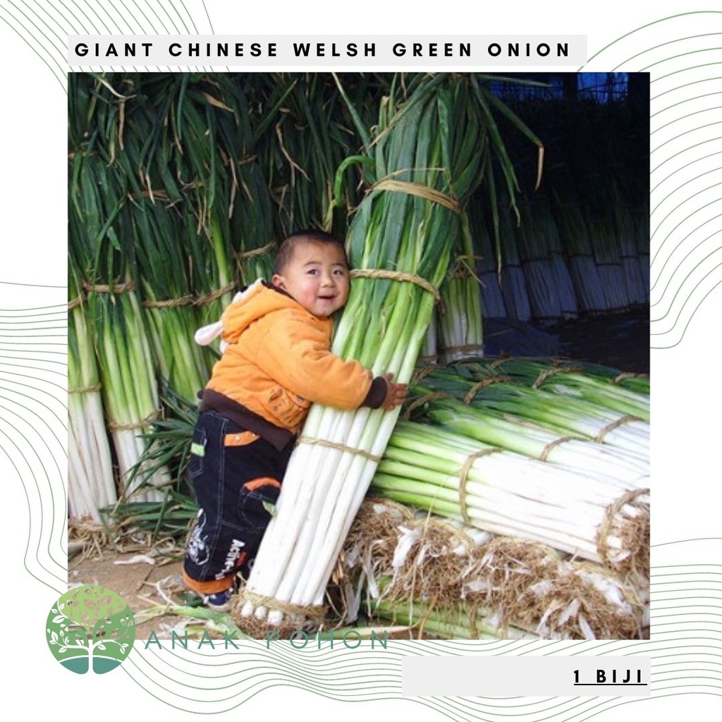 Benih Bibit Biji - Giant Chinese Welsh Green Onion Daun Bawang Raksasa Seeds - IMPORT