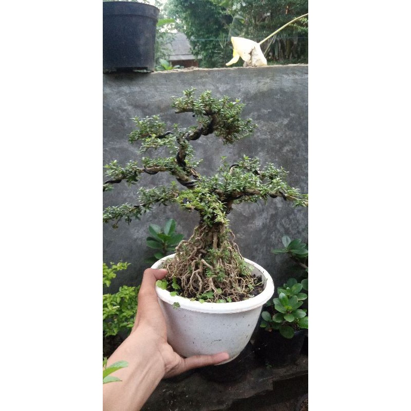 tanaman hias bonsai seribu bintang besar//murah//setok terbatas