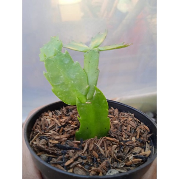 

sukulen kepiting(free pot hitam&media tanam)