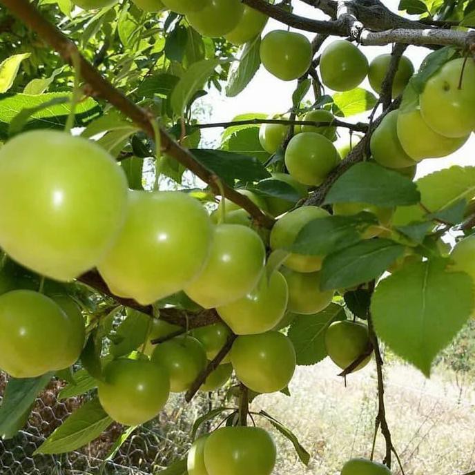 Bibit Tanaman Buah Plum Hijau Cll
