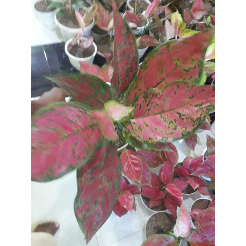 AGLONEMA RED KING merah jumbo