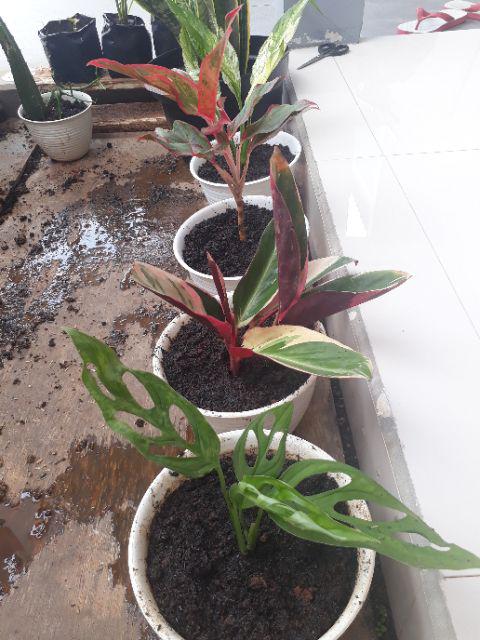 Tanaman Khas Bali Penghias Ruangan Meranti Bali/calathea Multicollor