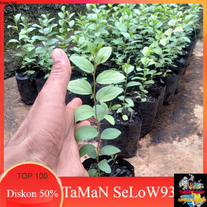 Bibit Pohon Bidara Arab Asli Sidr