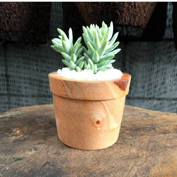 tanaman hias air mata bunda