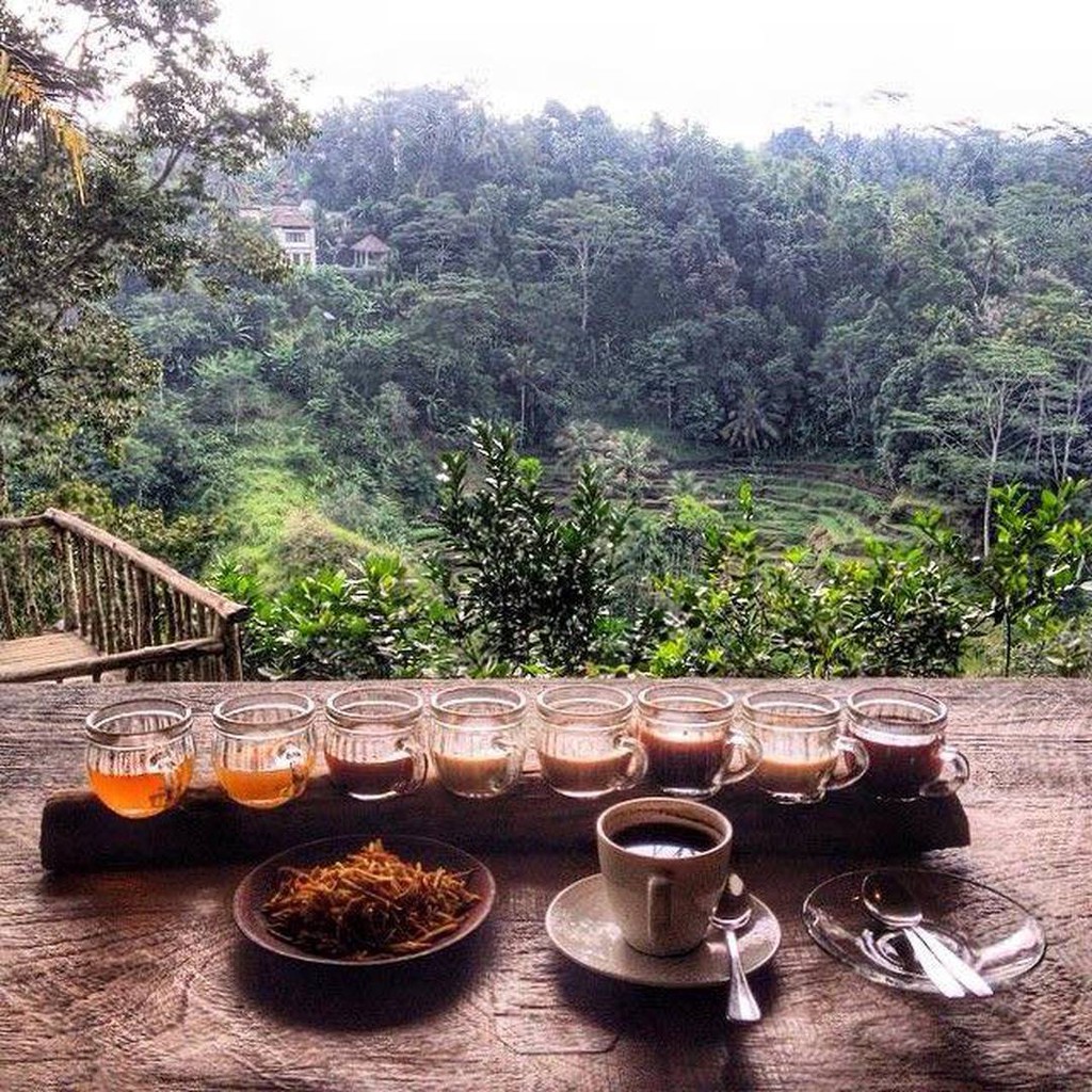 Coffee island bali. Кофейные плантации Бали. Кофейня Бали Айленд. Индонезия кофейные плантации. Кофейные плантации Индонезия Бали.