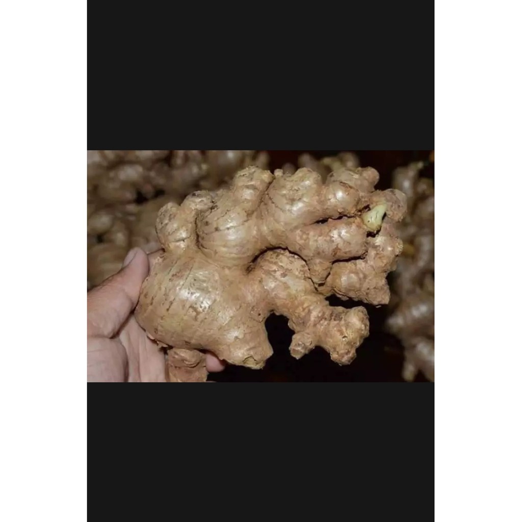 

Jahe Gajah Segar Fresh 1 kg