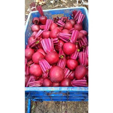 

buah beet Buah bit