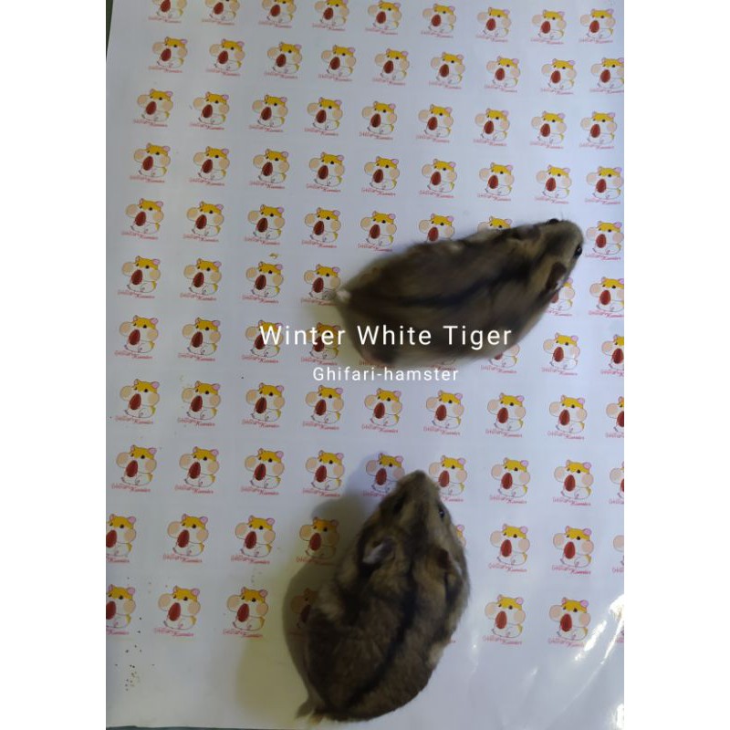Hamster Winter White Tiger