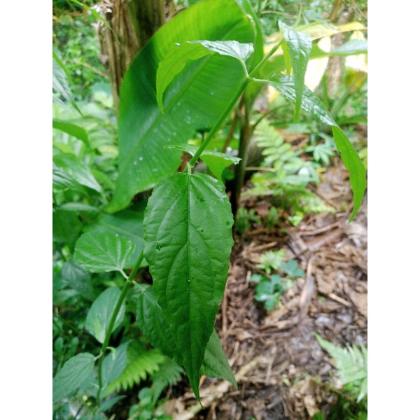 

Daun belalai gajah segar kalingsir 200gram